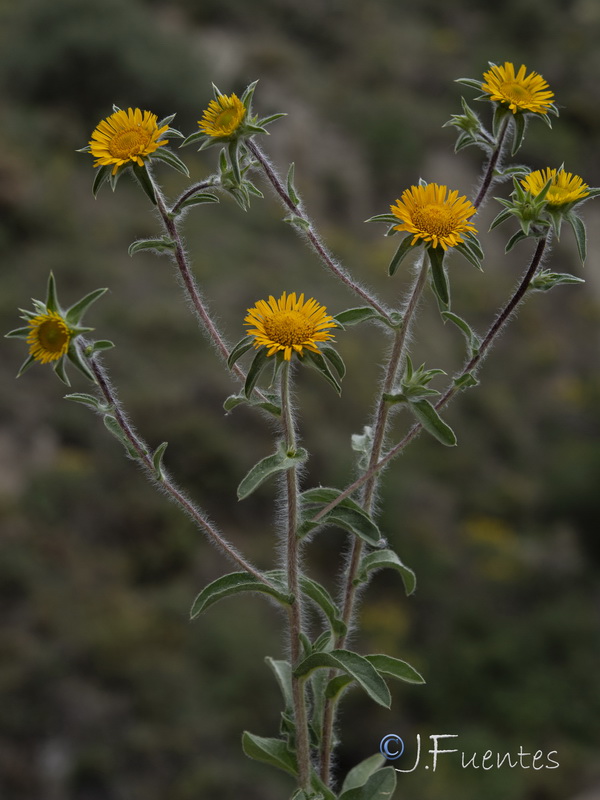 Asteriscus spinosus.22