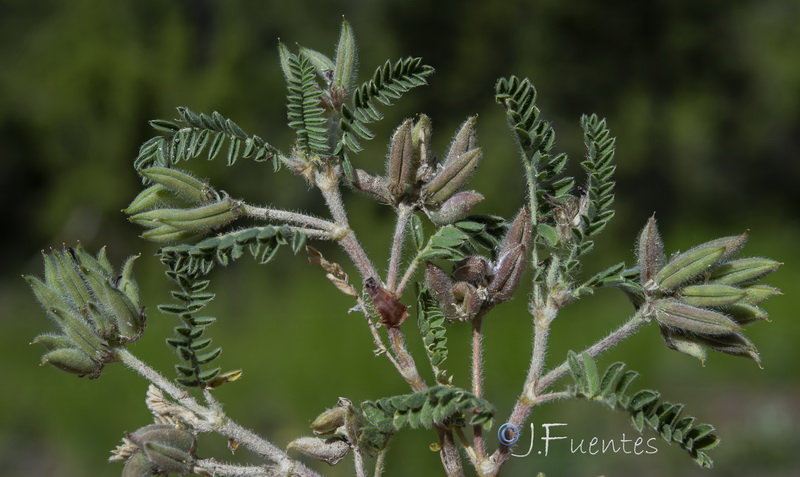 Astragalus bourgaeanus.03