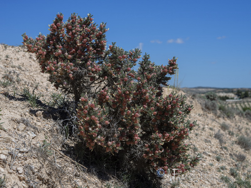 Astragalus clusianus.02