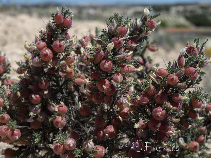 Astragalus clusianus.17