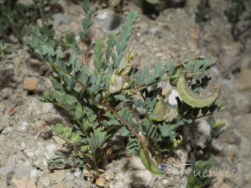 Astragalus guttatus.18