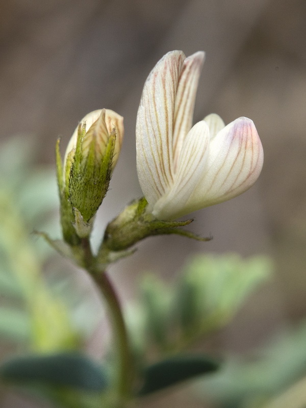 Astragalus guttatus.34