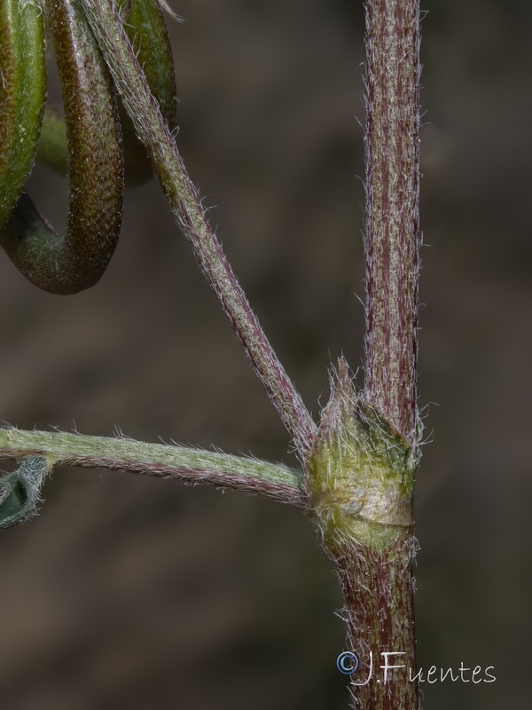 Astragalus hamosus.18