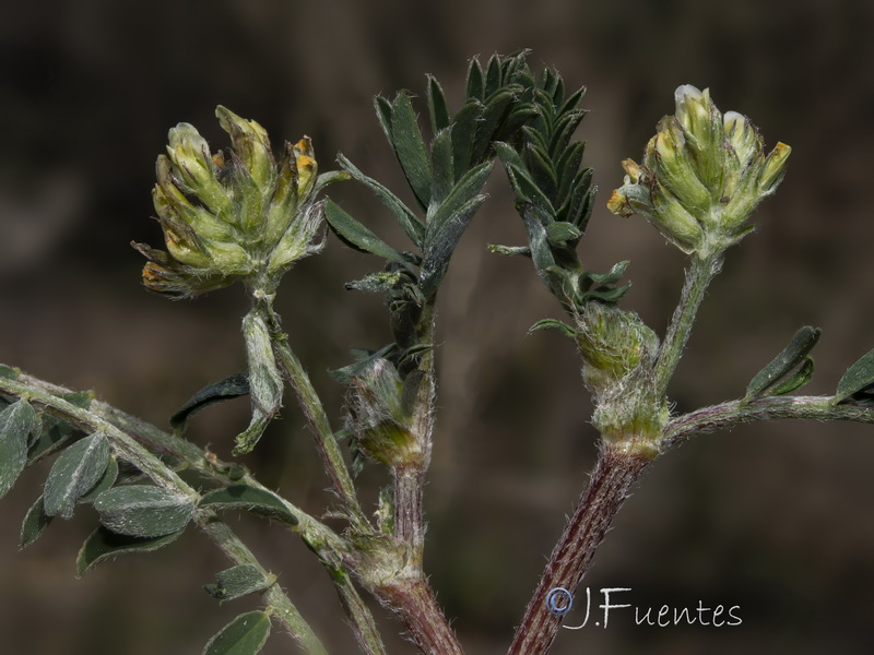 Astragalus hamosus.02