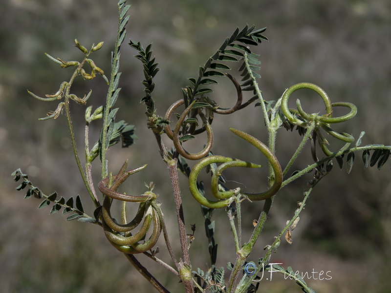 Astragalus hamosus.21