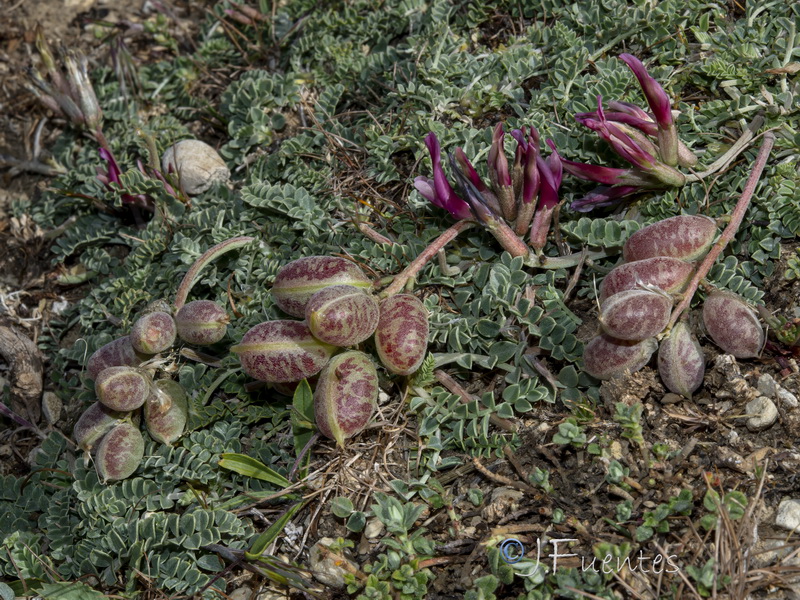 Astragalus incanus nummularioides.20