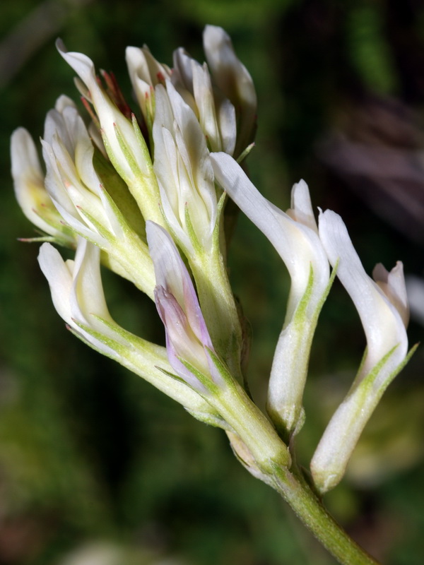 Astragalus monspessulanus gypsophyllus.08
