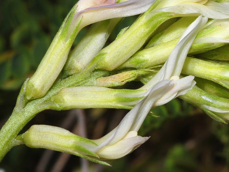 Astragalus monspessulanus gypsophyllus.13