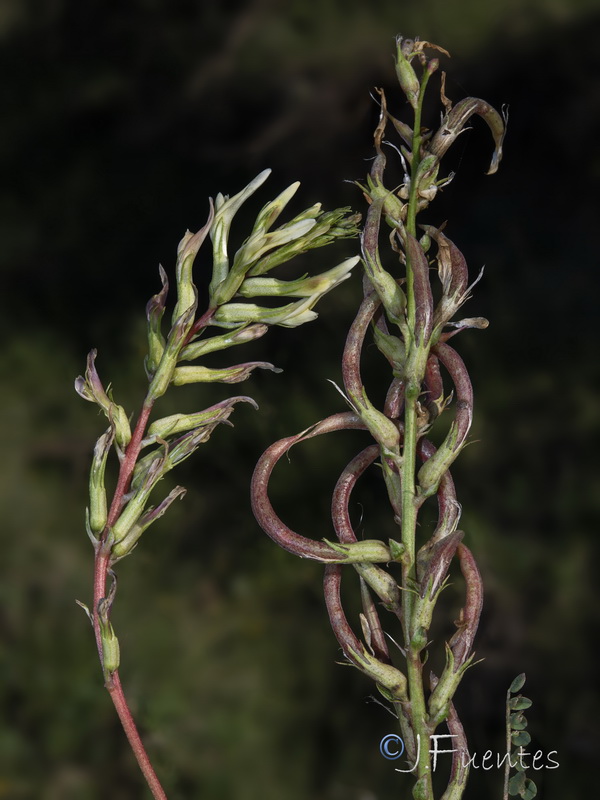 Astragalus monspessulanus gypsophyllus.23