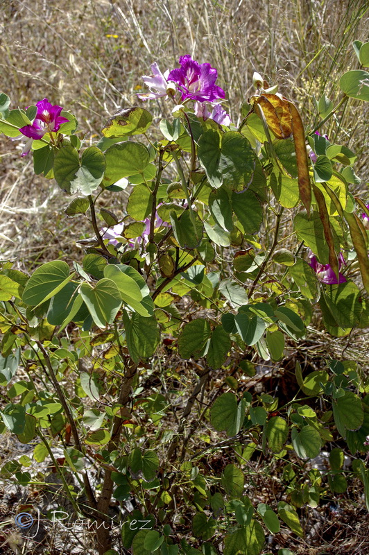 Bauhinia variegata.06