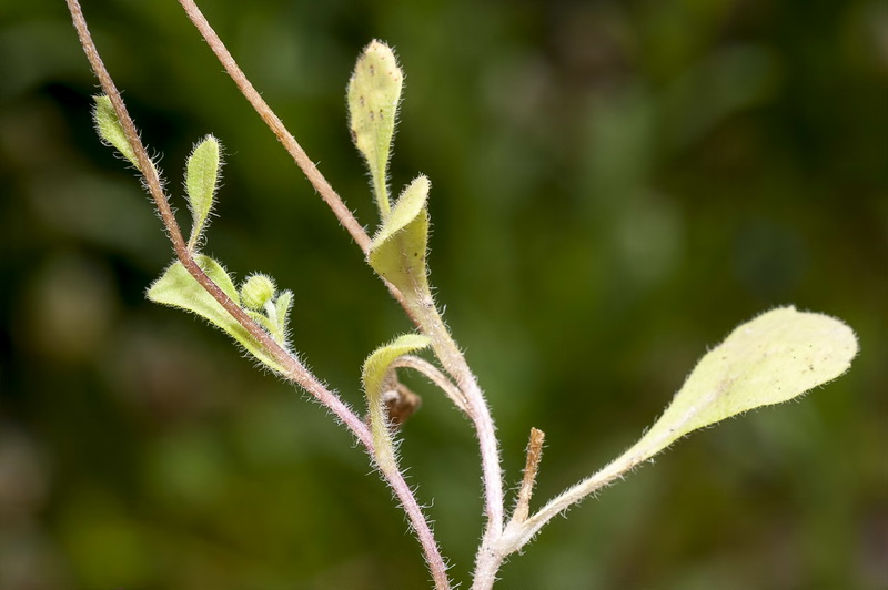 Bellis microcephala.10