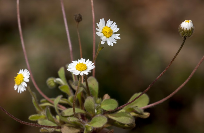 Bellis microcephala.11