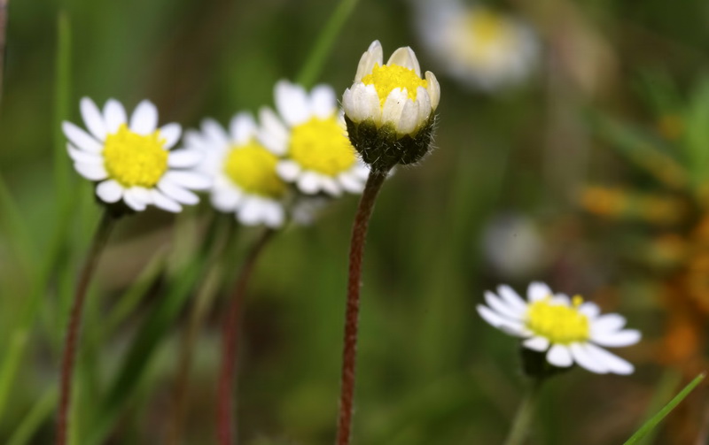 Bellis microcephala.14