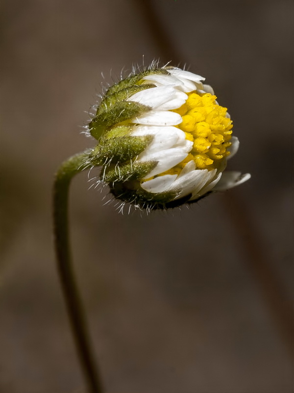 Bellis microcephala.16