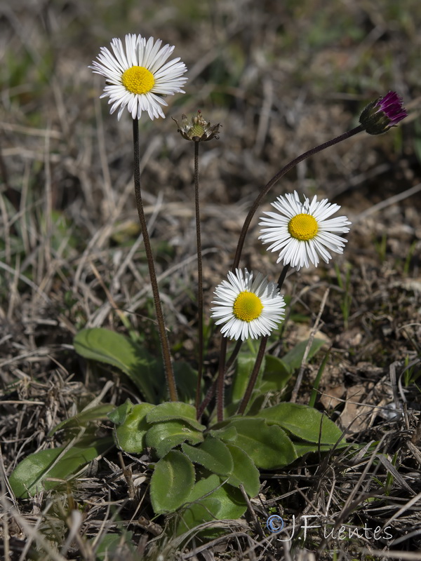 Bellis perennis.25