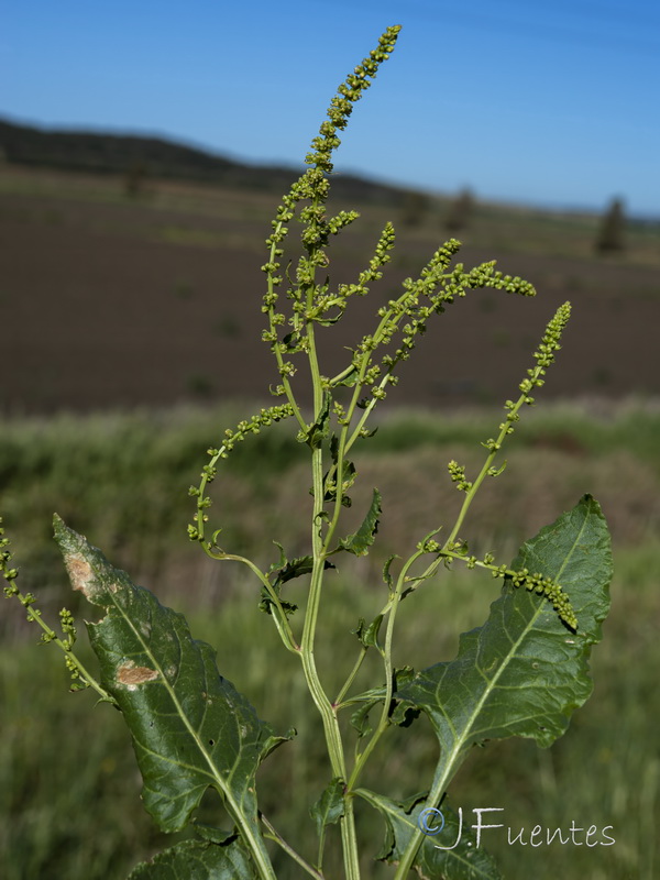 Beta maritima.12