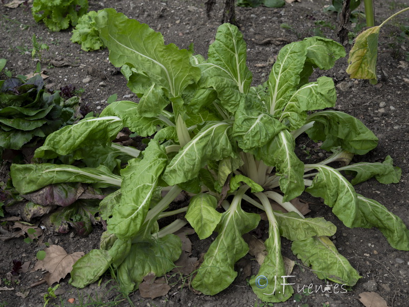 Beta vulgaris.11