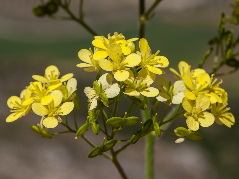 Biscutella frutescens.09