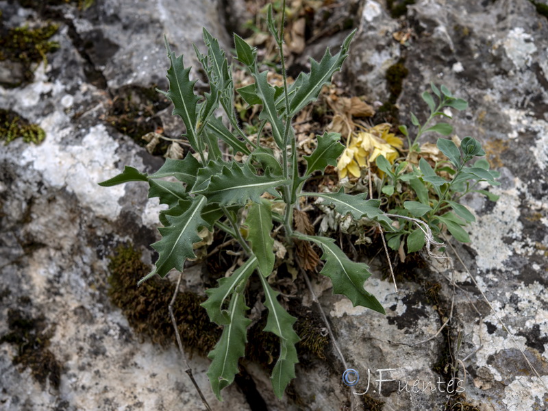 Biscutella variegata.03