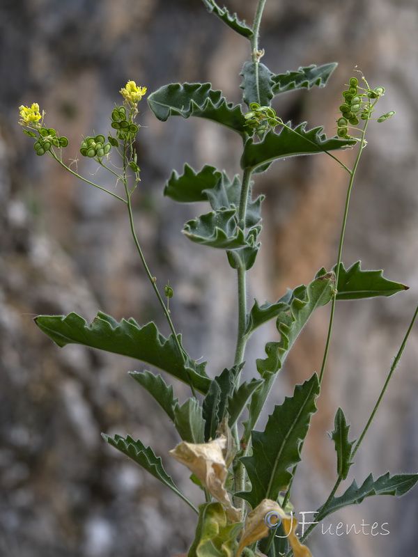 Biscutella variegata.08