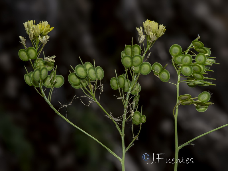 Biscutella variegata.09