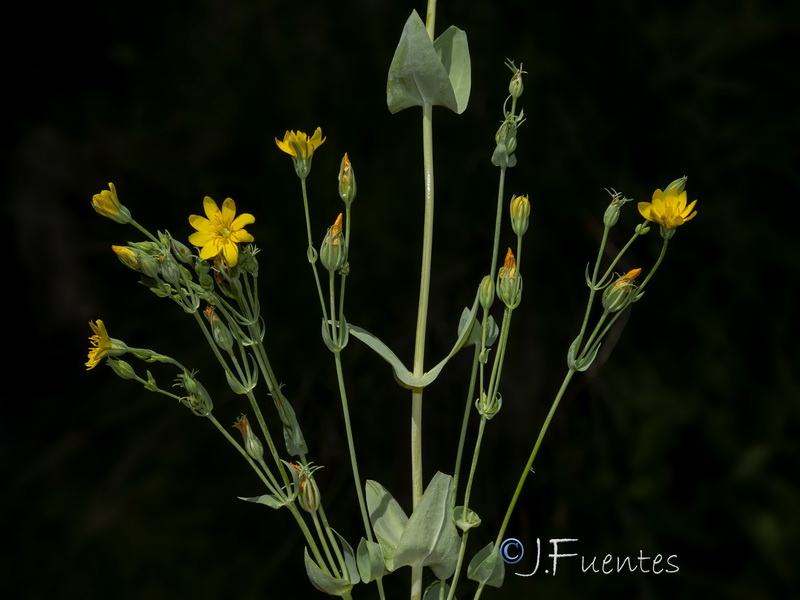 Blackstonia perfoliata intermedia.11