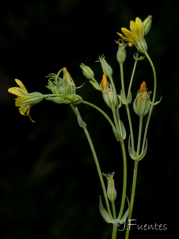 Blackstonia perfoliata intermedia.12