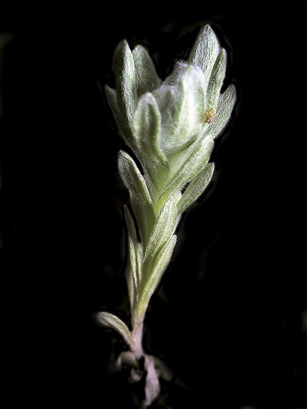 Bombycilaena discolor.01