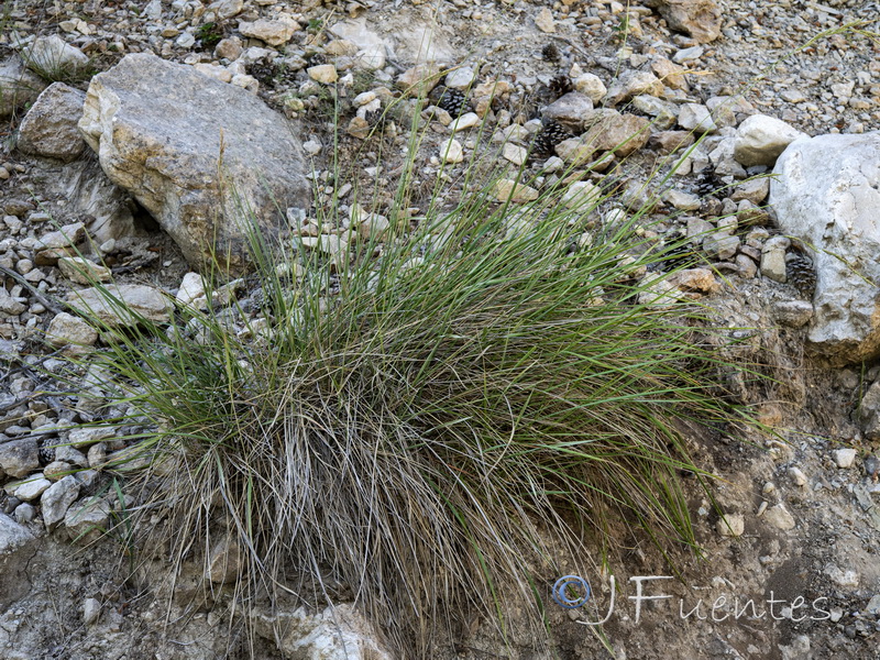 Brachypodium phoenicoides.01