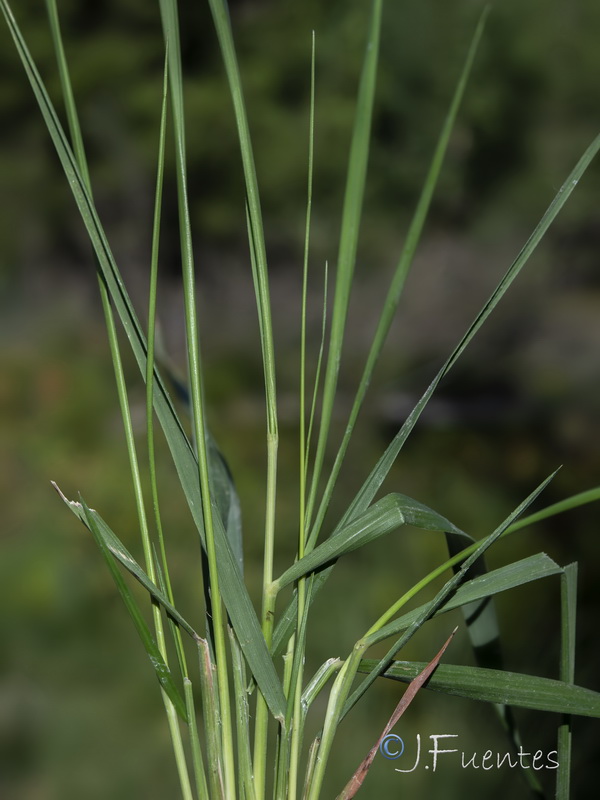 Brachypodium phoenicoides.14