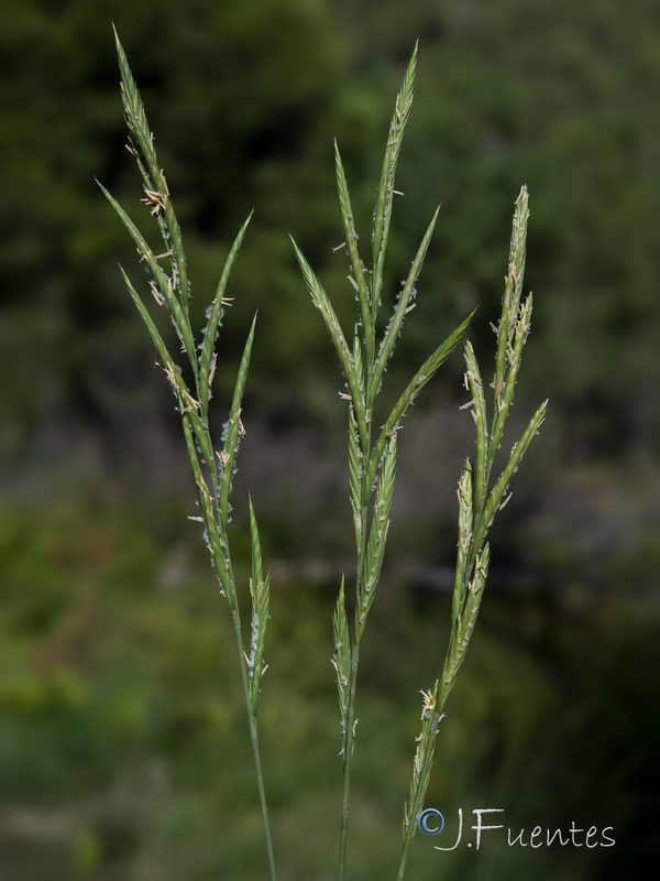 Brachypodium phoenicoides.06