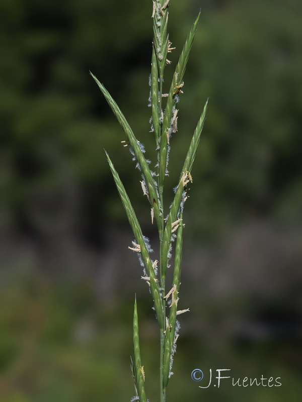 Brachypodium phoenicoides.16