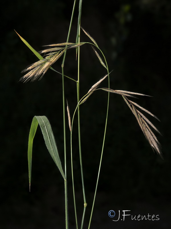 Brachypodium sylvaticum sylvaticum.05