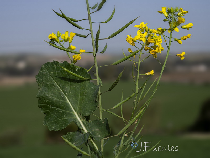 Brassica napus.06