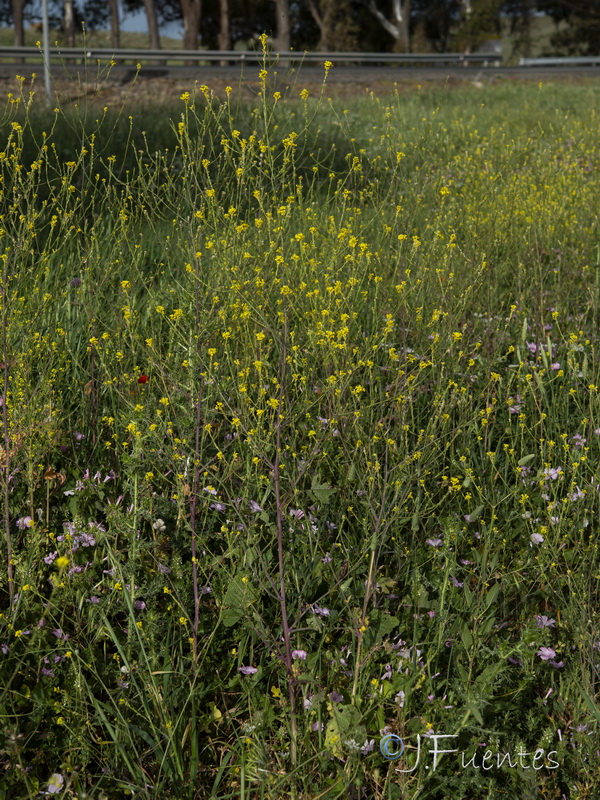 Brassica nigra.13