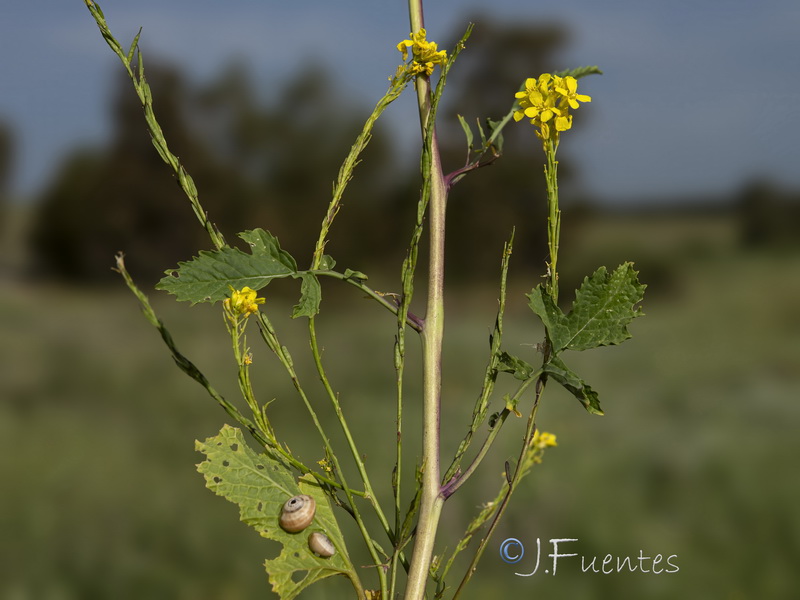 Brassica nigra.03