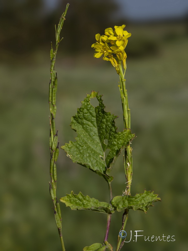 Brassica nigra.05