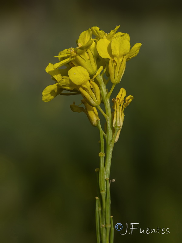 Brassica nigra.16