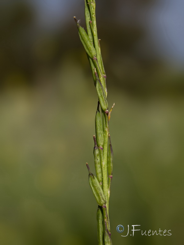 Brassica nigra.17