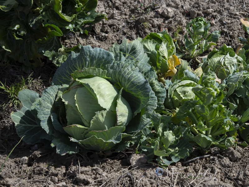 Brassica oleracea.22