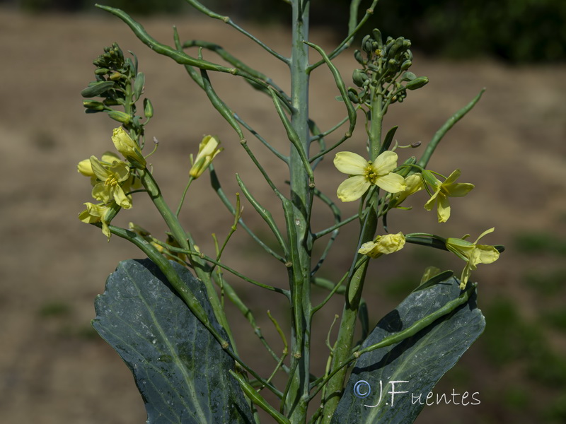 Brassica oleracea.25