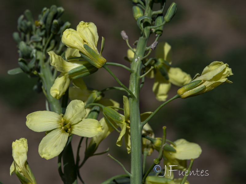 Brassica oleracea.26