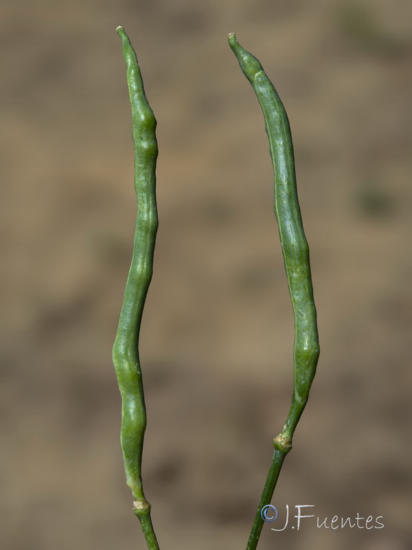 Brassica oleracea.27