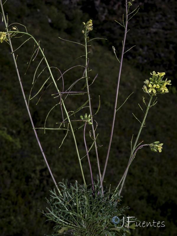 Brassica repanda confusa.21