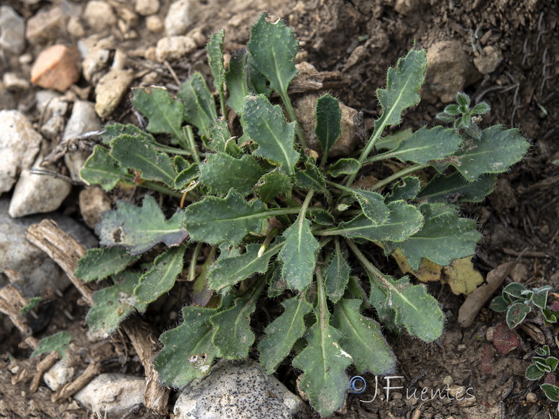 Brassica repanda confusa.05