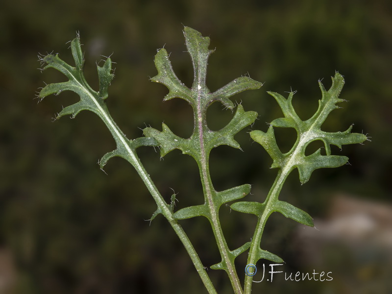 Brassica repanda confusa.27