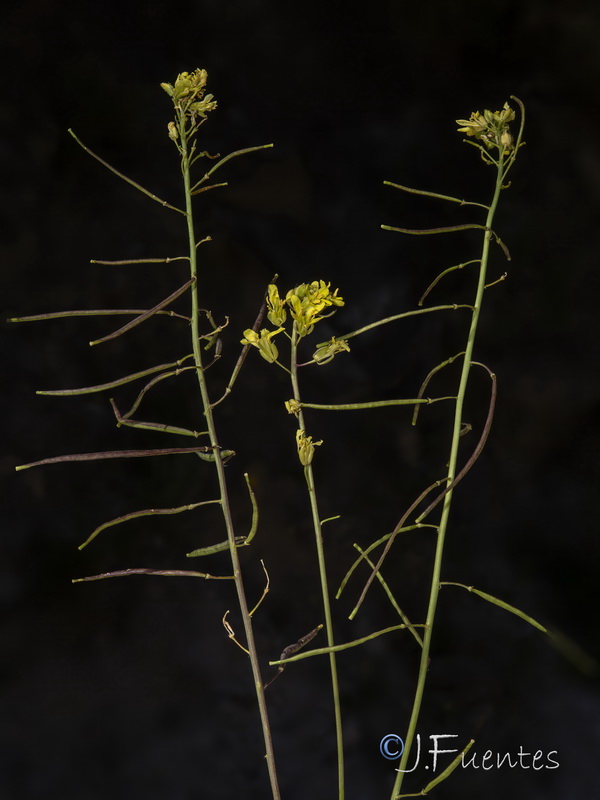 Brassica repanda confusa.13