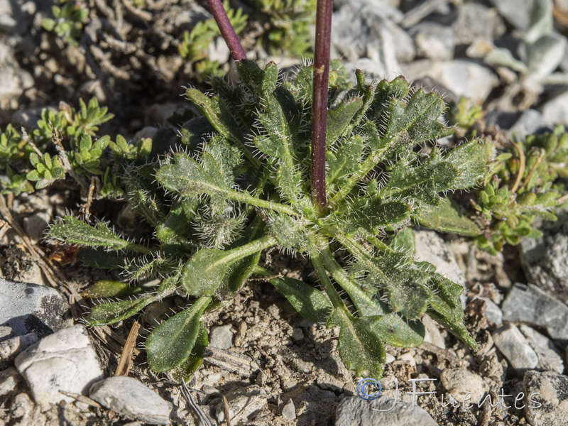 Brassica repanda latisiliqua.03