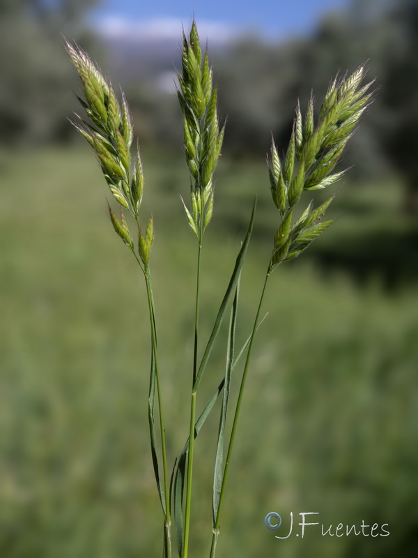 Bromus hordeaceus mediterraneus.11