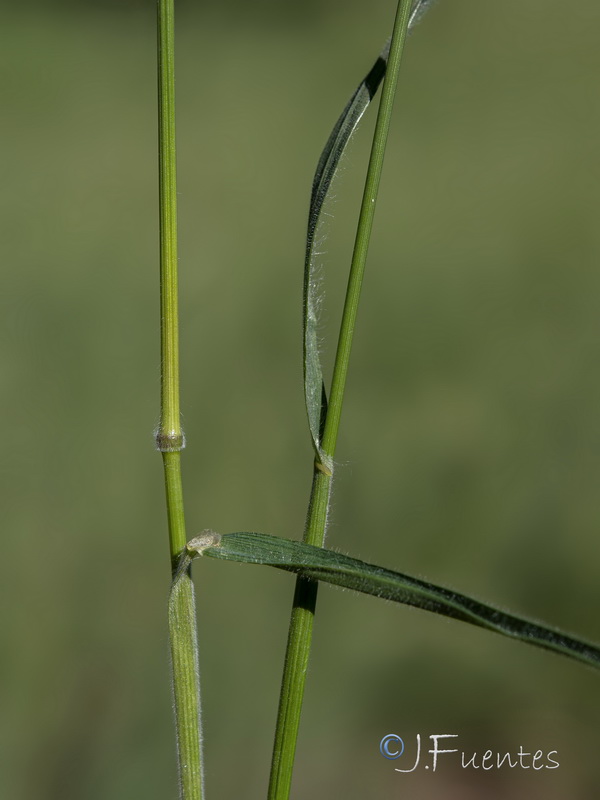 Bromus hordeaceus mediterraneus.21